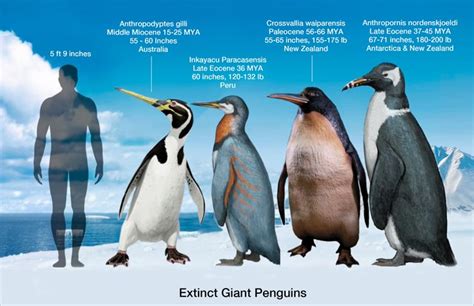 giant penguin size.